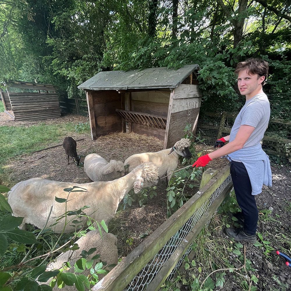 AssuredPartners Team Volunteering Day at Mudchute Farm