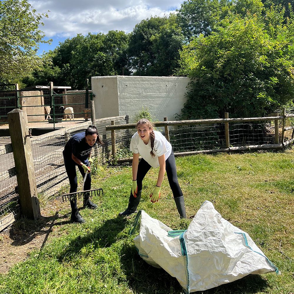 AssuredPartners Team Volunteering Day at Mudchute Farm